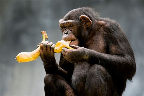 Gourmet chimps understand the concept of cooking › News in Science (ABC Science)