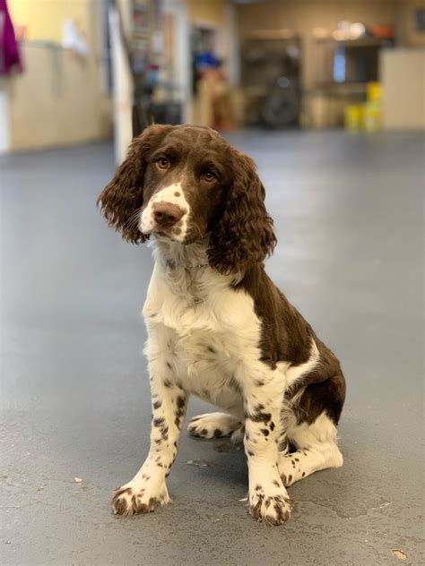 Lenny: Trained Springer Spaniel – Man's Best Friend