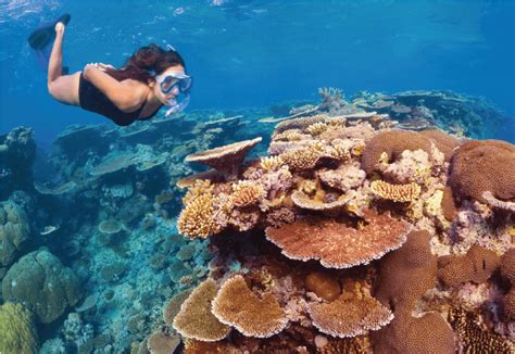 Great Barrier Reef Conservation Volunteer Program | IVHQ