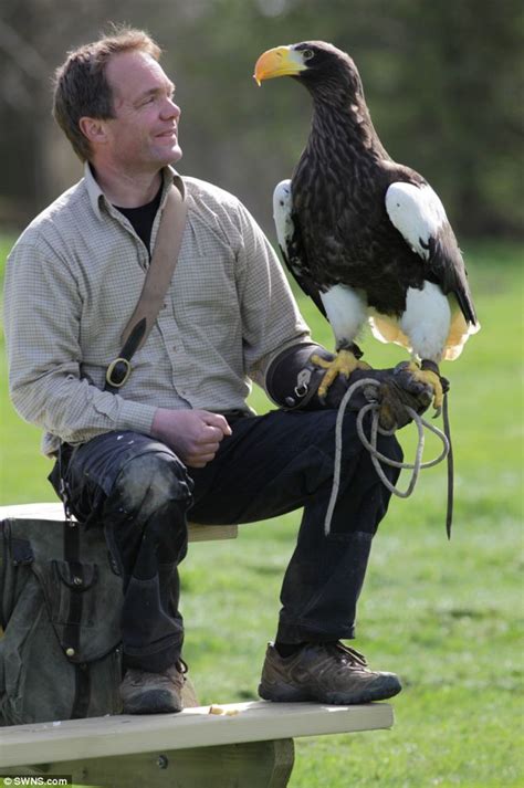 Eagle is one of Britain's biggest birds thanks to diet of FISH AND ...