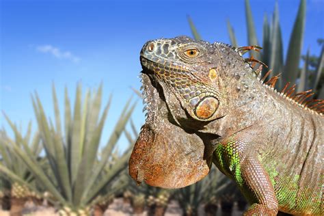 What Are the Adaptations a Lizard Has That Allow It to Live in the Desert? | Sciencing