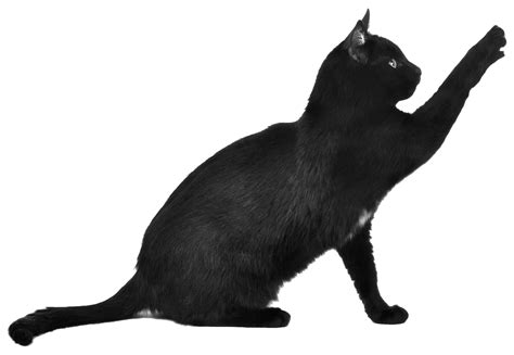 Download Black Cat Scratching transparent PNG - StickPNG