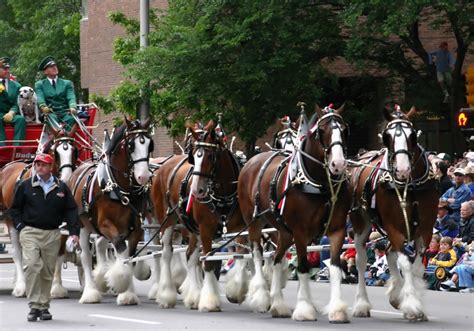 Budweiser Clydesdale Appearance | Macaroni KID New River Valley