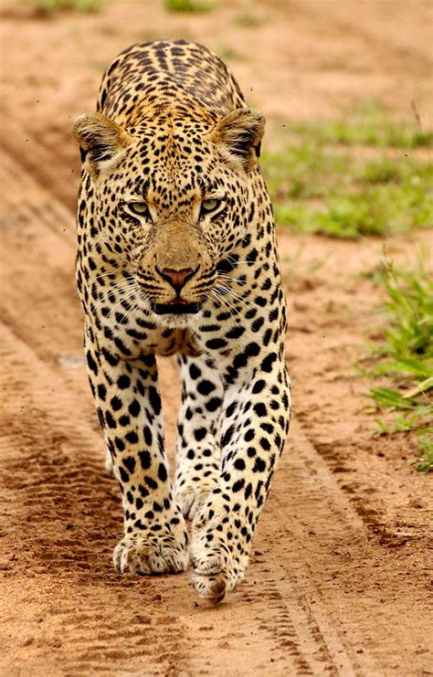 Big Cat Safari | Best South Africa Safari Experiences | Art Of Safari