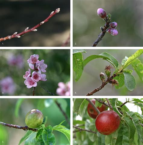 File:Nectarine Fruit Development.jpg - Wikipedia