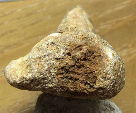 Fossilized Bone?? - Fossil ID - The Fossil Forum