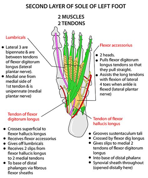 Instant Anatomy - Lower Limb - Areas/Organs - Foot - Lumbricals