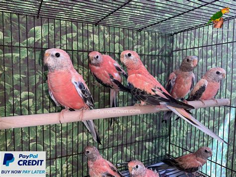 Rosy Bourke Parakeet for sale (Parrot) - ParrotCrown.com