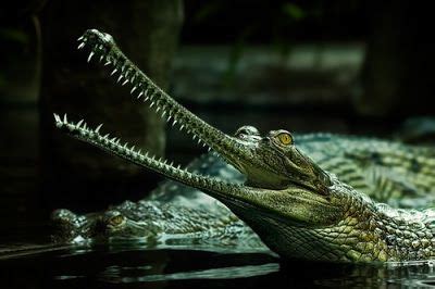 The Jungle Store: My, What Sharp Teeth You Have | Gharial, Bizarre animals, Weird animals