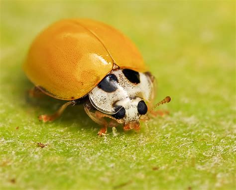 Orange Ladybug by Jon Garcia - Photo 8222145 / 500px