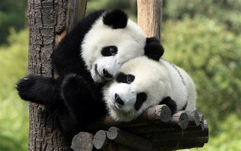 🔥 Download Animal Wallpaper Of Two Panda Bears In A Tree Bear by @edaniels | Panda Bear ...