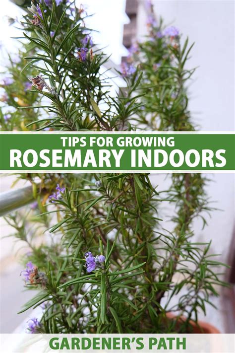 How to Grow Rosemary Indoors | Gardener’s Path