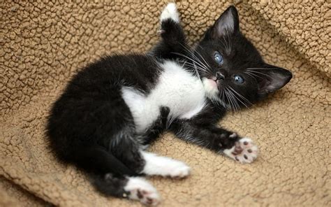 Hugs here!, black, cat, animal, sweet, cute, hug, paws, kitten, white, pisica, HD wallpaper | Peakpx