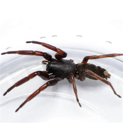 Spider Identification - FirstAidPro