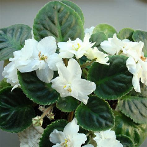 African Violet Plant (White) buy online cheap price at plantsguru.com