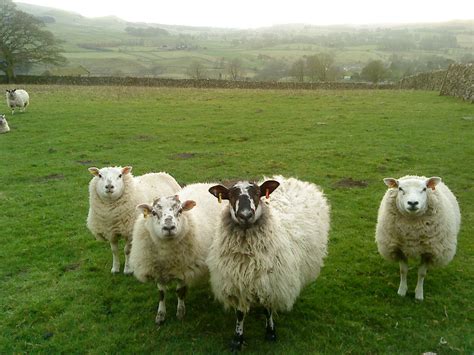 What are ewe looking at? | Angora goats, Artiodactyla, Sheep