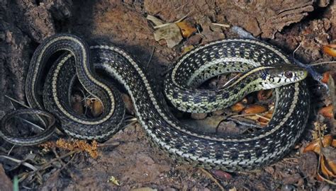 Endangered garter snake will get protection of diminished critical habitat | Apache County ...