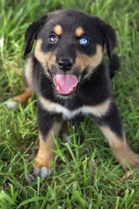 Information About the Rottweiler-Siberian Husky Mix (Rottsky)