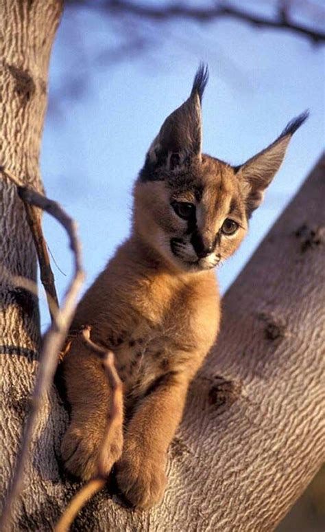 Search - Google+ | Baby caracal, Small wild cats, Animals wild