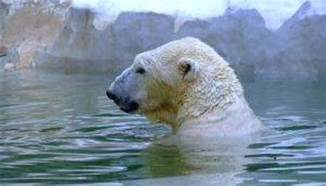 How Do Polar Bears Camouflage? | Sciencing