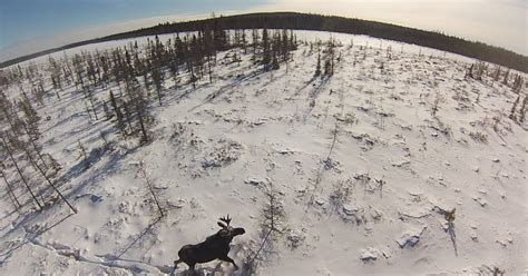 Declining moose numbers fuel debate over climate change