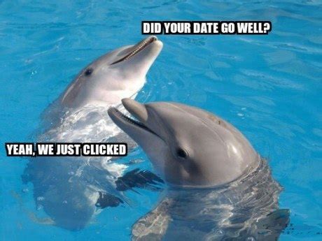 Dolphin Puns – Punpedia