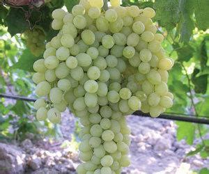 Sultana - White Wine Grape Variety | Wine-Searcher