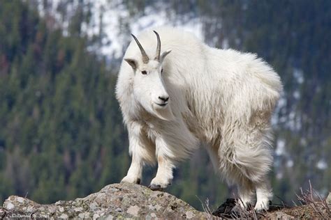 mountain goat - Google Search | Mountain Goat | Pinterest | Donald o'connor, Shape and The head