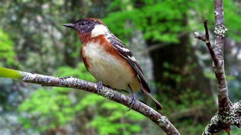 Relaxing Bird Sounds in the Morning Forest - Καλύτεροι ήχοι πουλιών ...