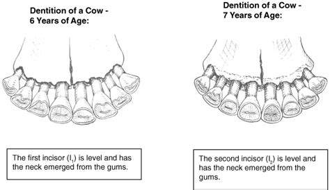 Cow Teeth Anatomy - All About Cow Photos