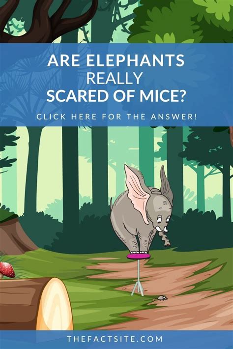 Are Elephants Really Scared of Mice? - The Fact Site | Animal facts, Wildlife facts, Save the ...