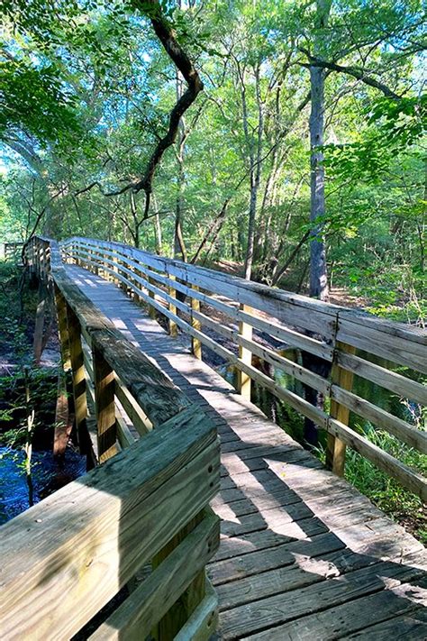 Suwannee River State Park Trails, Live Oak Florida — SOUTH OF SEEDS