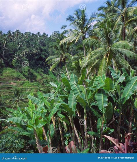 Indonesian Rainforest stock image. Image of pacific, green - 2748945