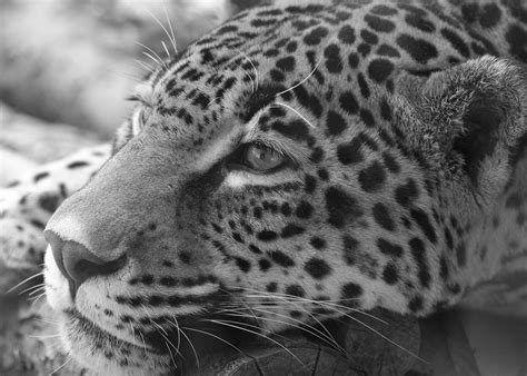 Jaguar - Black and White | Brandon | Flickr