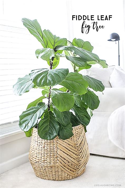 The fiddle leaf fig tree is a perfect indoor plant that is a low ...