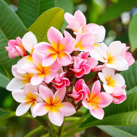 Frangipani Flower Meaning | Best Flower Site