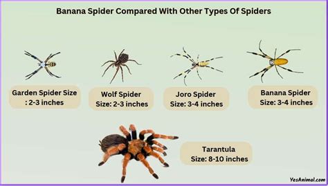 Banana Spider Size Explained & Compared To Other Spiders