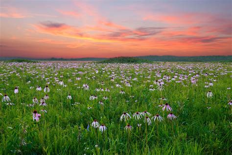 Forgotten Landscapes: Bringing Back the Rich Grasslands of the Southeast | Grassland, Grassland ...