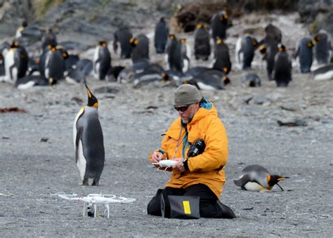 South Georgia Island Penguins | Home