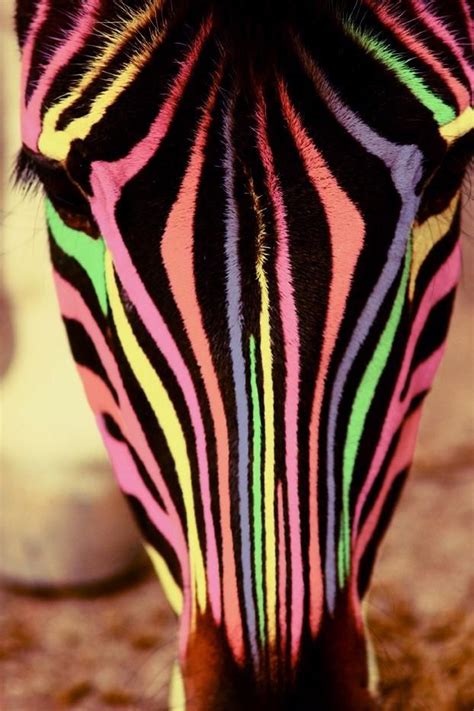 Zebra Stripes | Zebra, Inspiration, Rainbow zebra