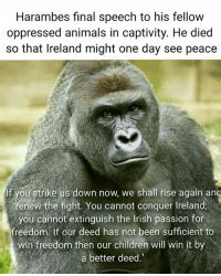 Harambes Final Speech to His Fellow Oppressed Animals in Captivity He Died So That Ireland Might ...