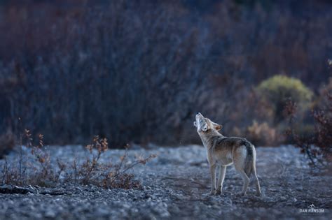 Denali Wolves - Dan Ransom Designs