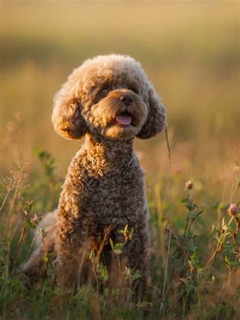 11 Adorable Poodle Haircuts for Your Pooch - PupVine