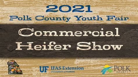 2021 Commercial Heifer Show - Polk County Youth Fair - YouTube