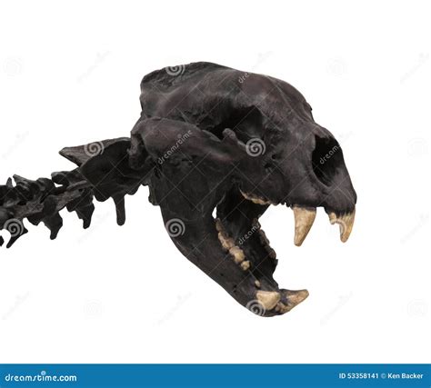 Skull of a Saber Tooth Tiger Isolated. Stock Image - Image of skull, skeletons: 53358141