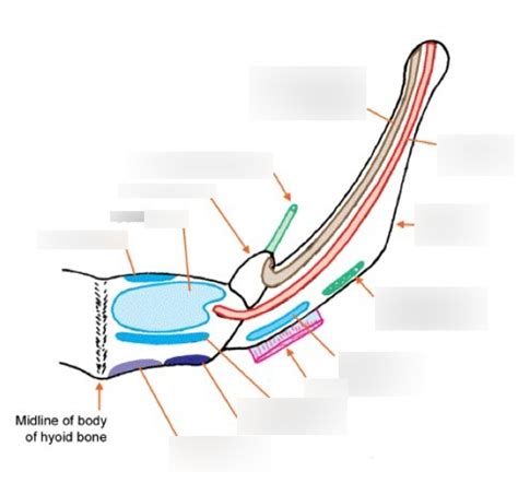 hyoid muscles Diagram | Quizlet