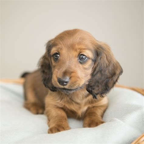 Miniature Long Haired Dachshund Puppies for Sale - Dikerdachs