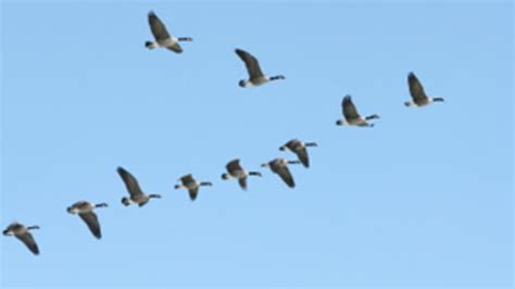 Why Do Birds Fly South for the Winter? | Mental Floss