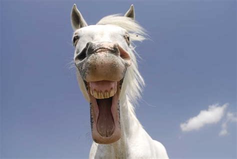 Horses Can Laugh – Fact or False? We Investigate the Truth Behind Some Equine Myths - Your Horse