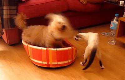 Cat Pushes Dog as it Shakes Head | Gifrific